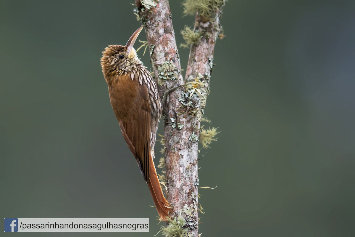 Scaled Woodcreeper (Scaled) - ML37120701