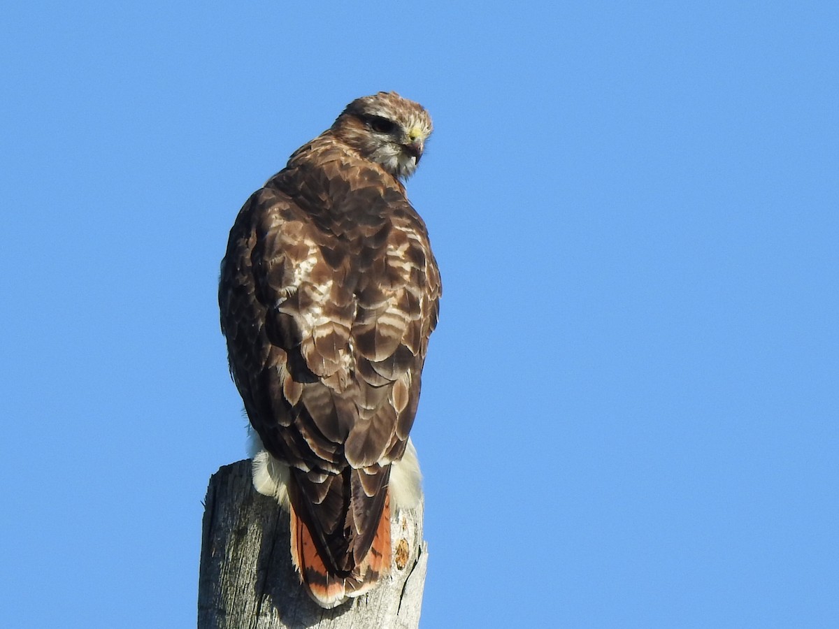 Red-tailed Hawk - ML371207581