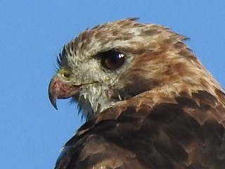 Red-tailed Hawk - ML371207651