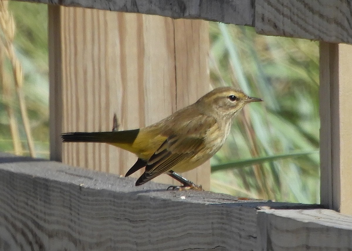 Palm Warbler - ML371209261