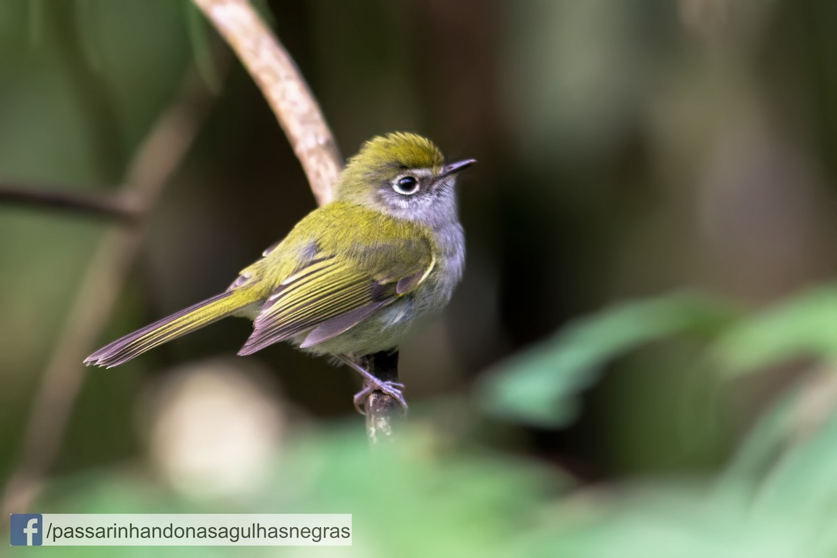 Serra do Mar Bristle-Tyrant - Hudson - BirdsRio