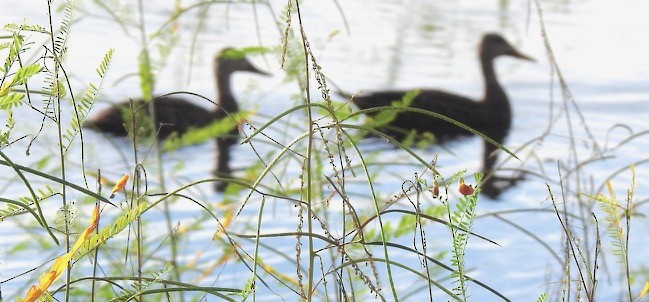 Mottled Duck (Florida) - alice horst