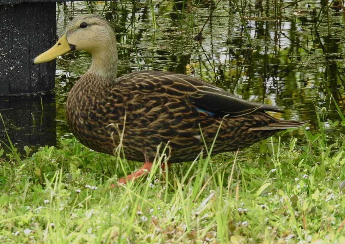 Mottled Duck (Florida) - alice horst