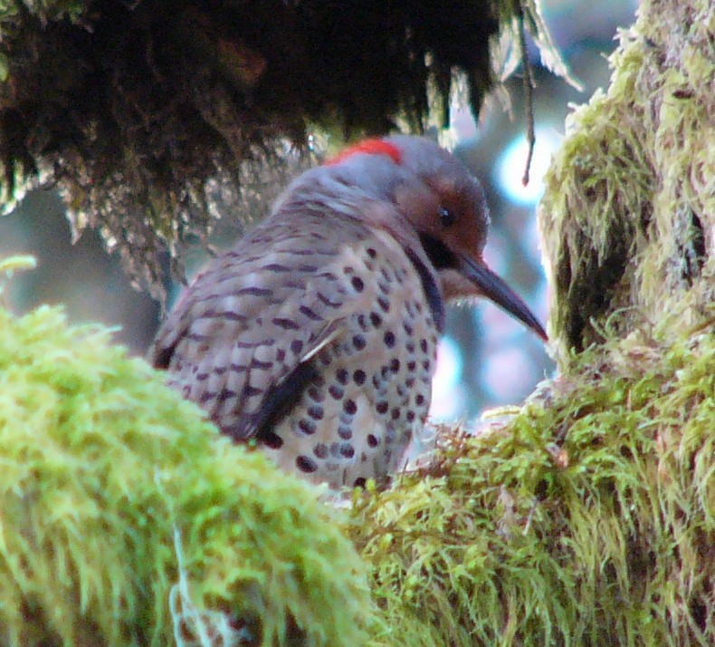 Northern Flicker (Yellow-shafted) - ML37121011