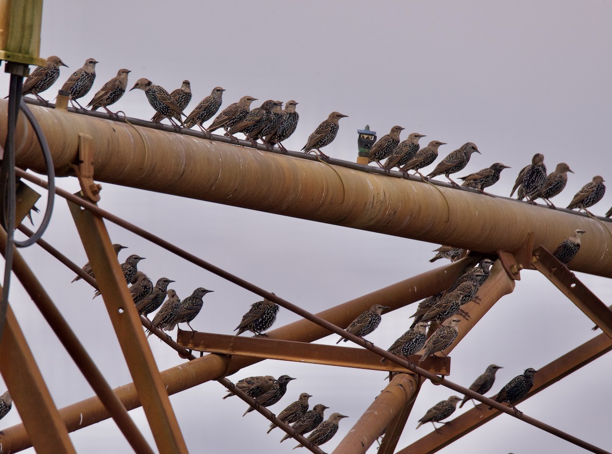European Starling - ML371210121