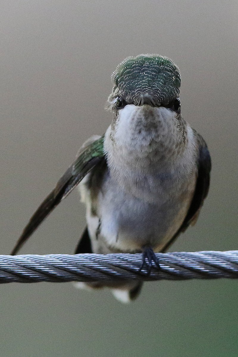 Ruby-throated Hummingbird - Don Brode