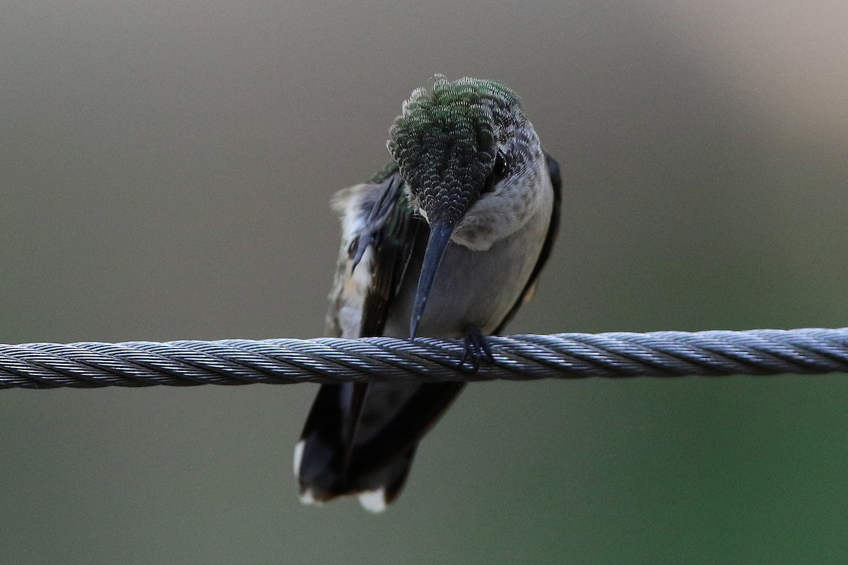 Ruby-throated Hummingbird - Don Brode