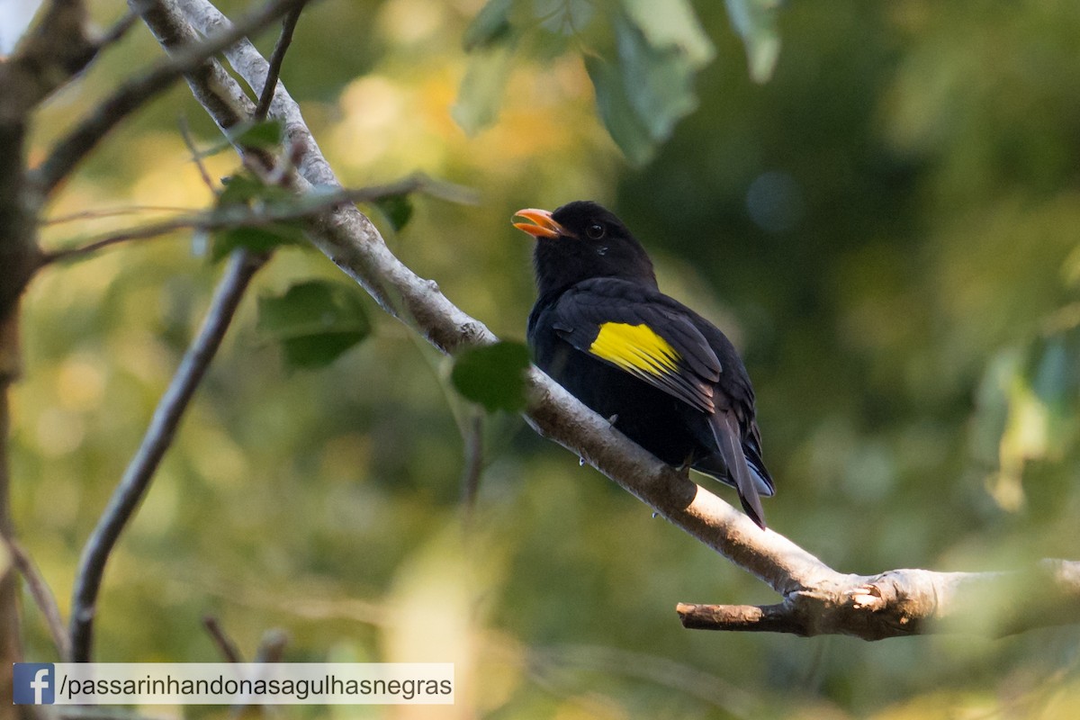 Black-and-gold Cotinga - Hudson - BirdsRio