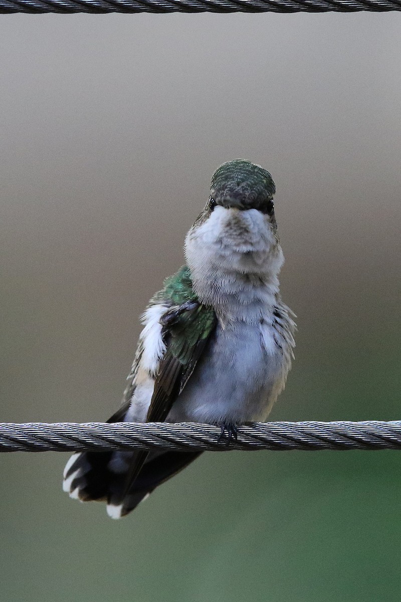 Ruby-throated Hummingbird - Don Brode