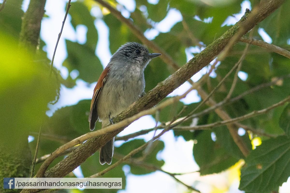 Rufous-backed Antvireo - Hudson - BirdsRio