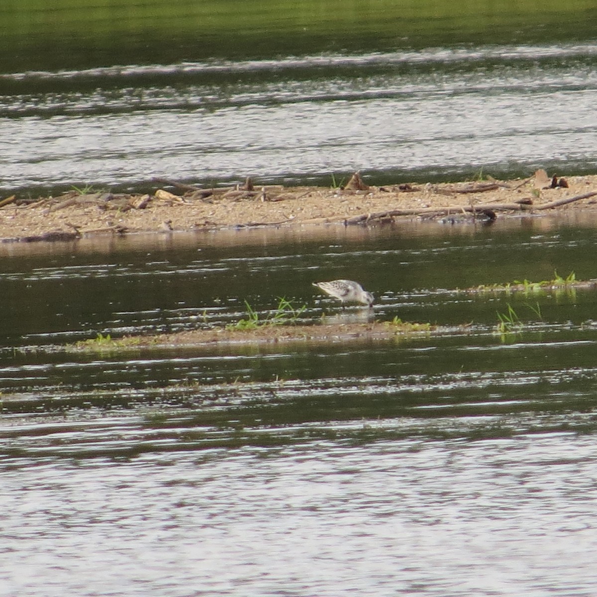 Sanderling - Albert Connette