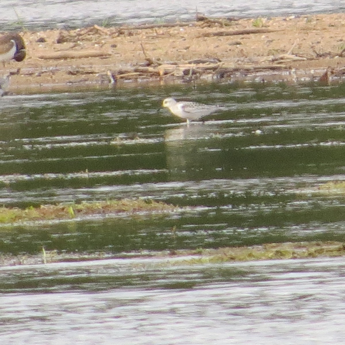 Bécasseau sanderling - ML371213851