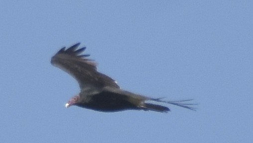 Turkey Vulture - ML371216191