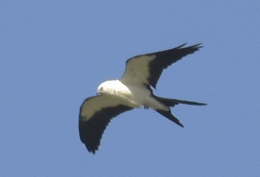 Swallow-tailed Kite - ML371216241