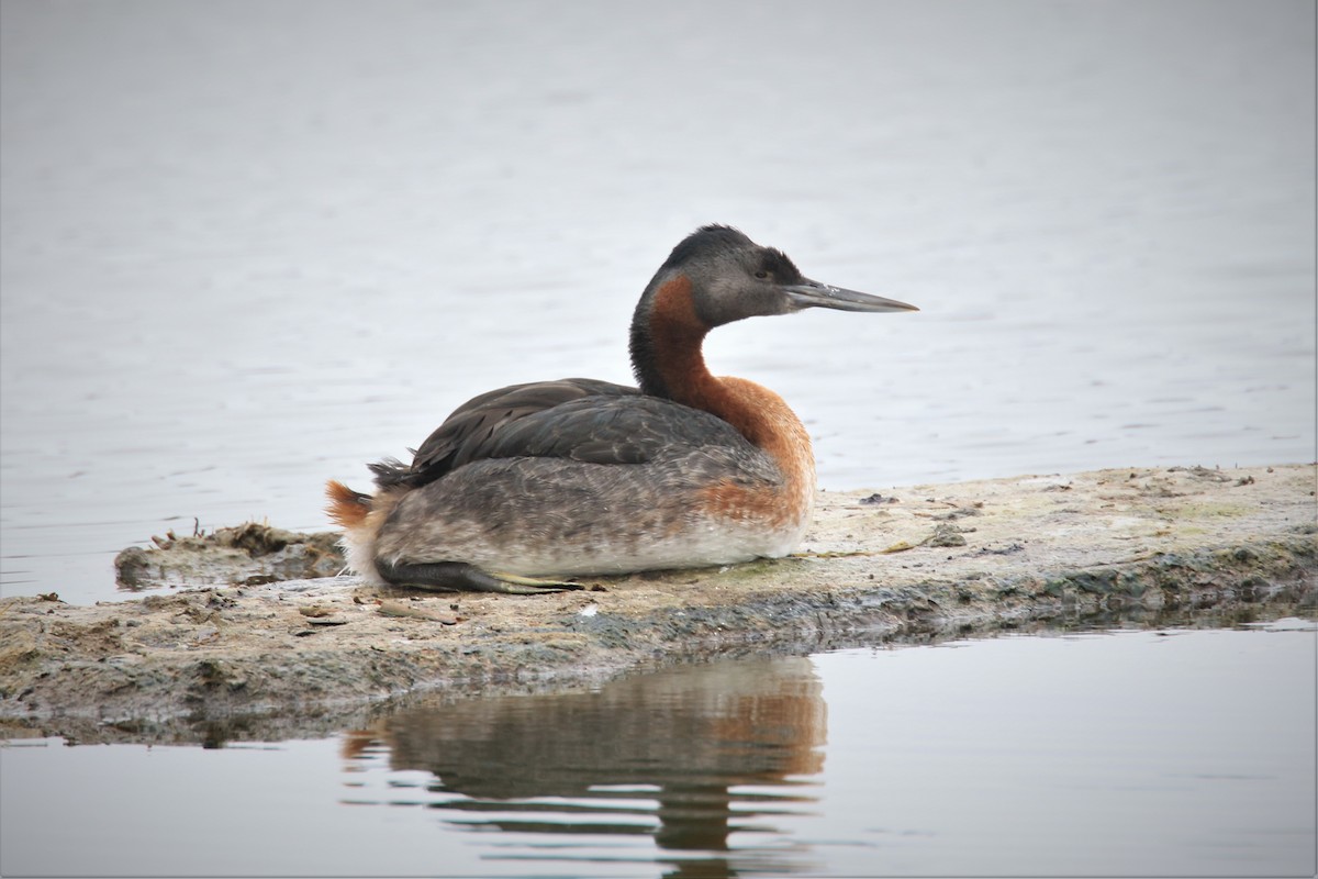 Great Grebe - ML371216581