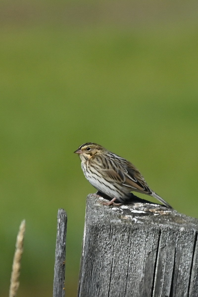 Savannah Sparrow - ML371217301