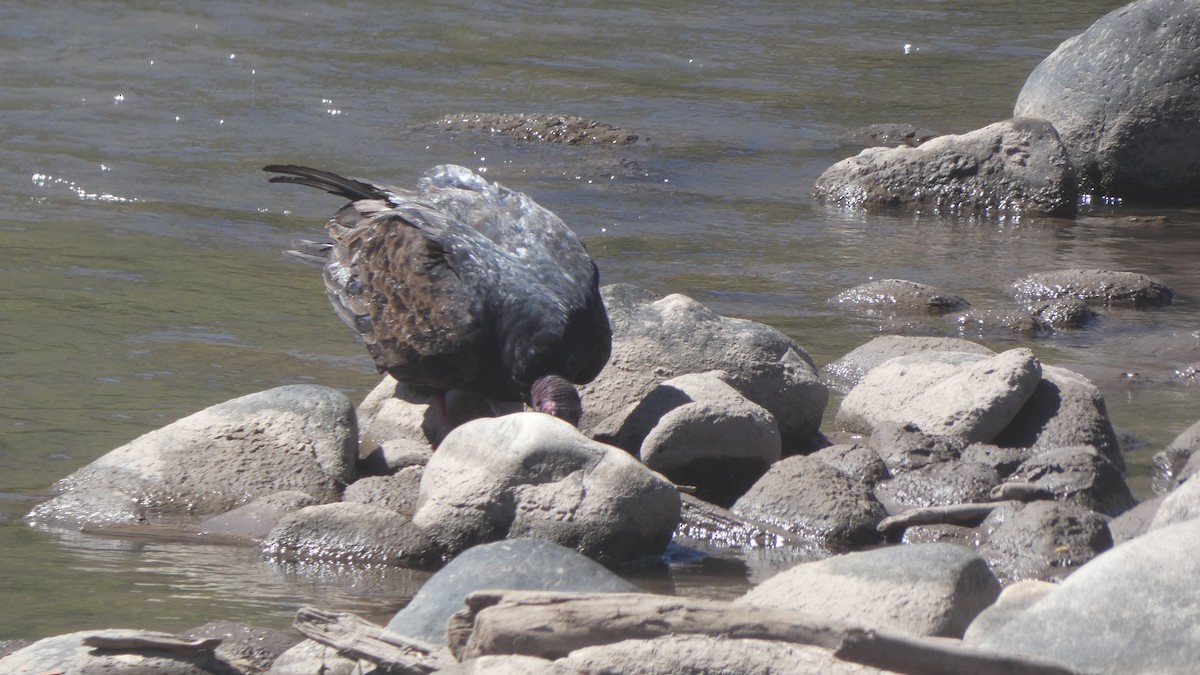 Turkey Vulture - ML371217941