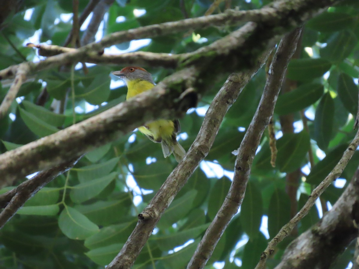 Rufous-browed Peppershrike - ML371218571