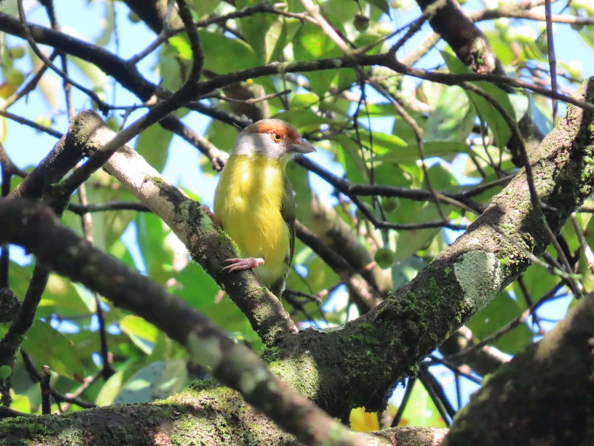 Rufous-browed Peppershrike - ML371218581