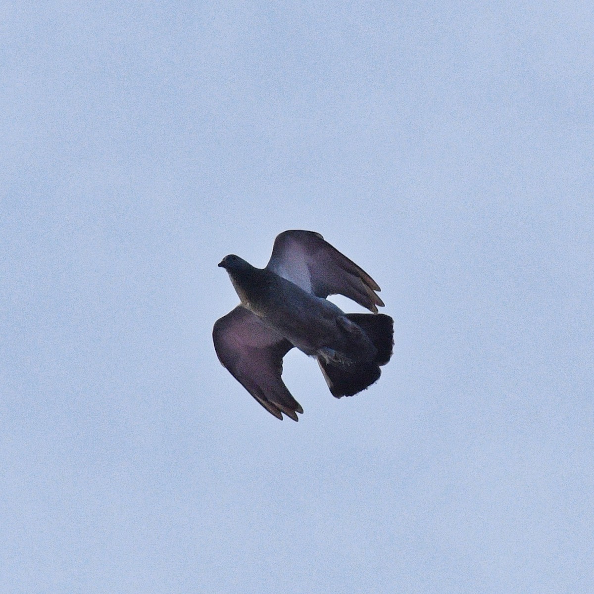 Pigeon biset (forme domestique) - ML371218981