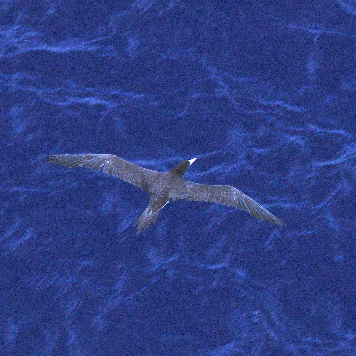 Brown Booby - ML371219331