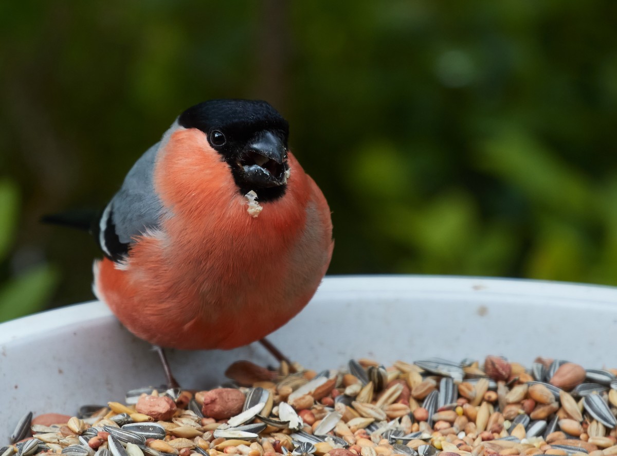 Eurasian Bullfinch - Brooke Miller