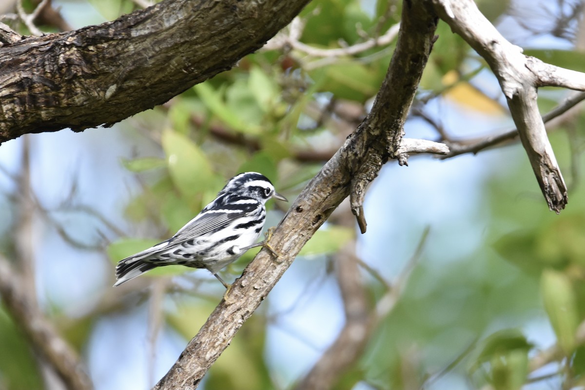 Black-and-white Warbler - ML371220001