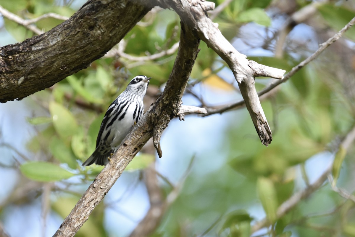 Black-and-white Warbler - ML371220021