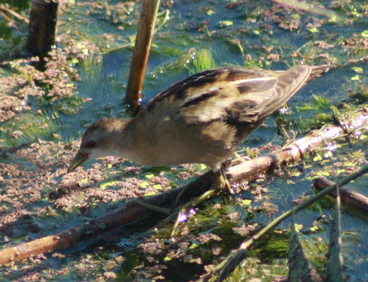 Little Crake - ML37122021