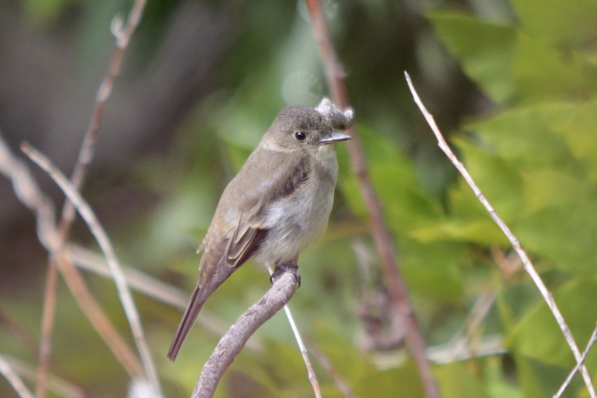 Eastern Wood-Pewee - ML371220391