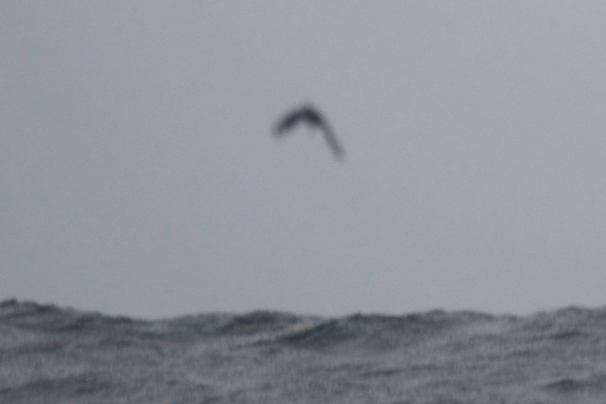 South Polar Skua - ML371222101