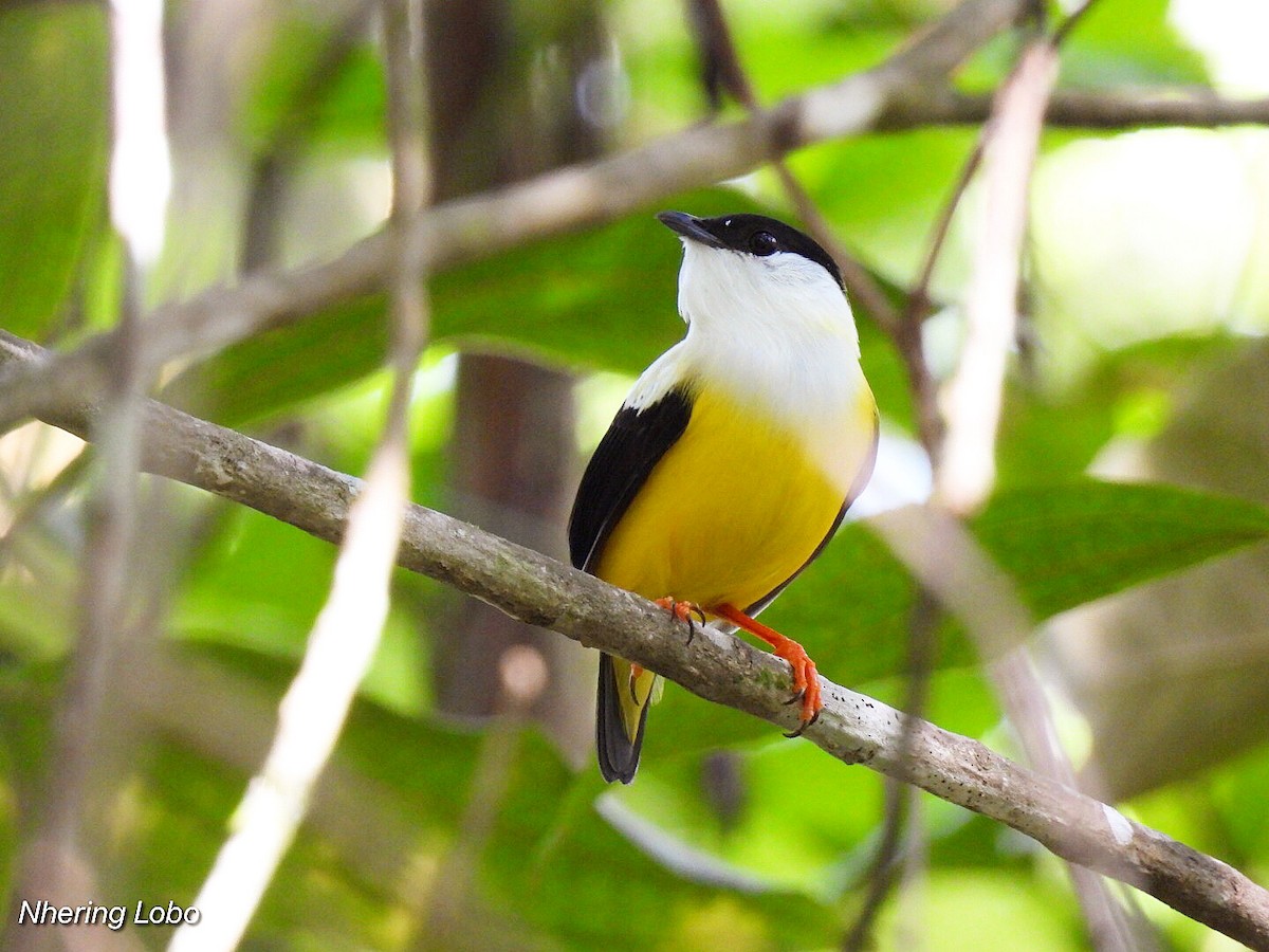 White-collared Manakin - ML371224981