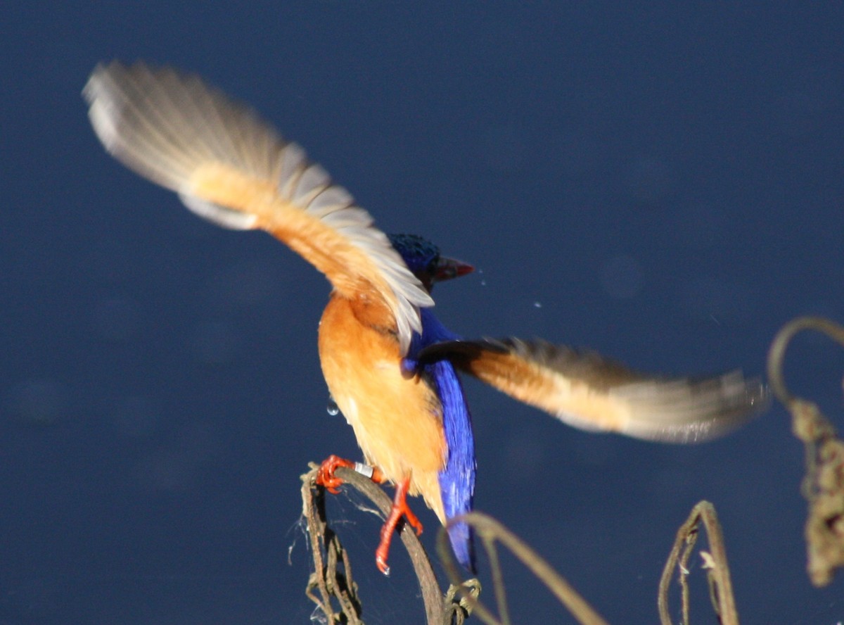 Malachite Kingfisher (Mainland) - ML37122501