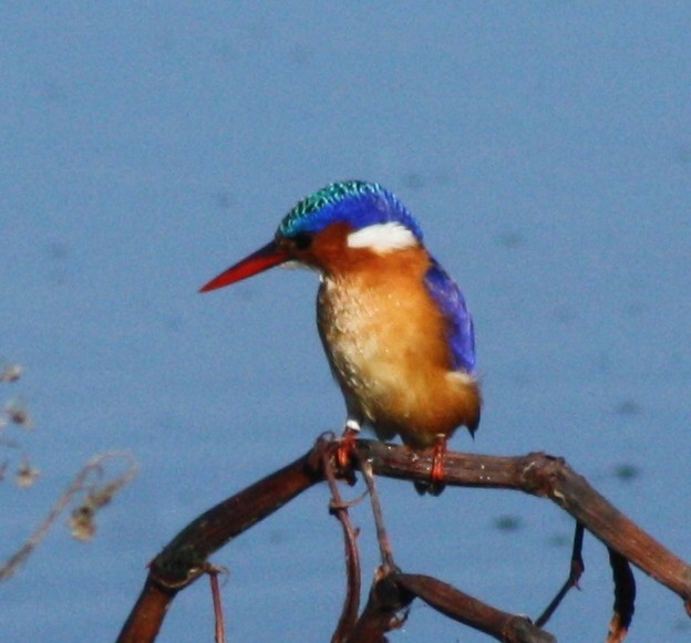 Malachite Kingfisher (Mainland) - ML37122511