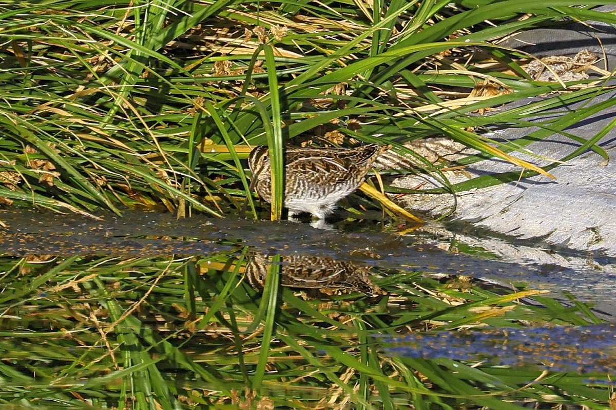 Wilson's Snipe - Bob Walker