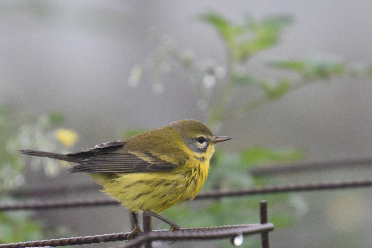 Prairie Warbler - Valerie Burdette