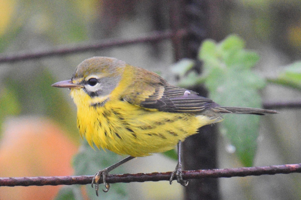 Prairie Warbler - Valerie Burdette