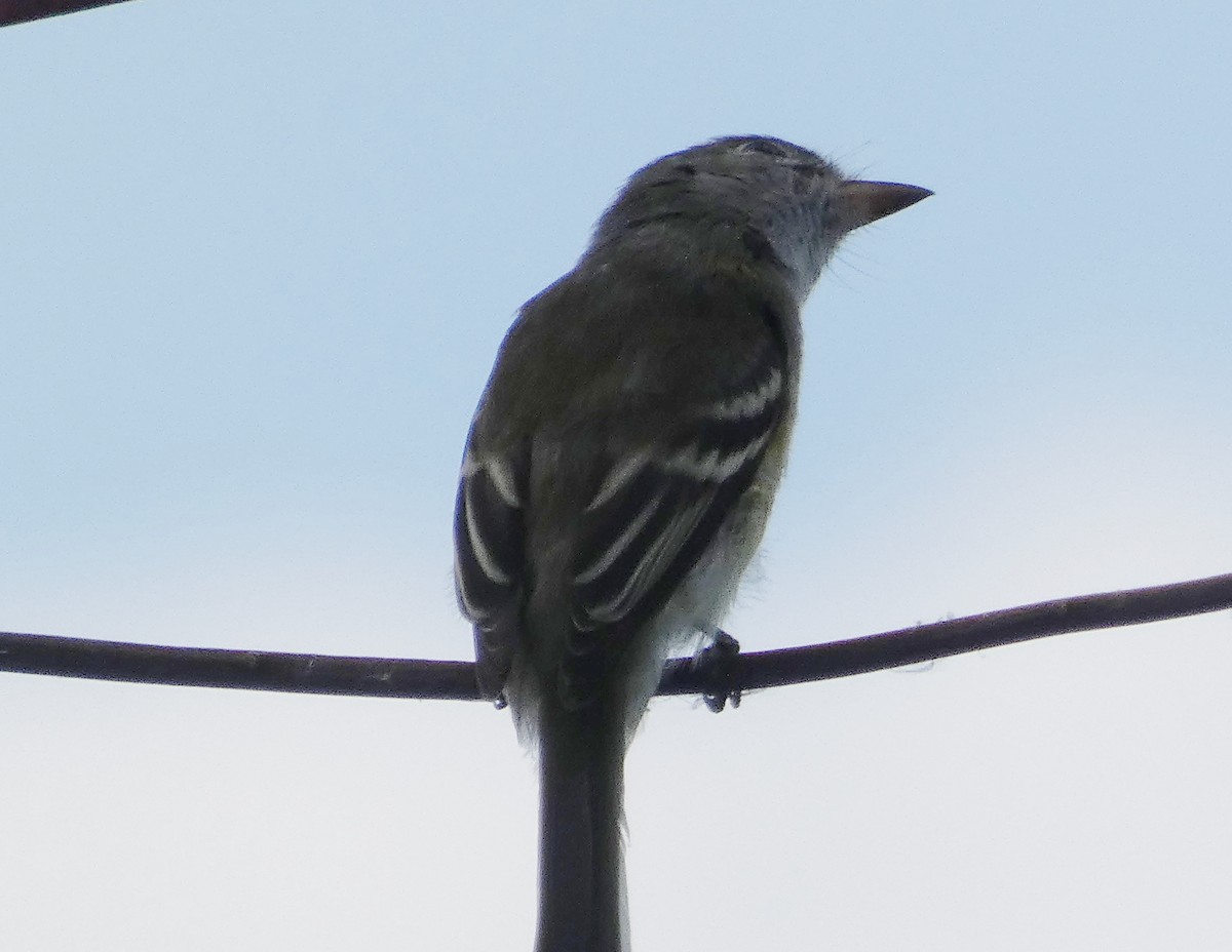 Least Flycatcher - ML371230281