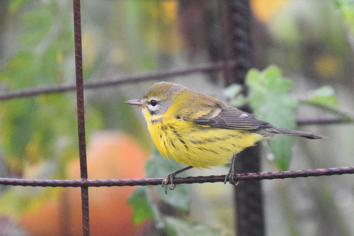 Prairie Warbler - Valerie Burdette