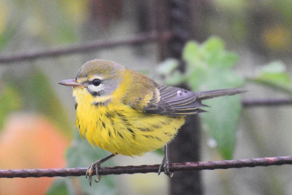 Prairie Warbler - Valerie Burdette