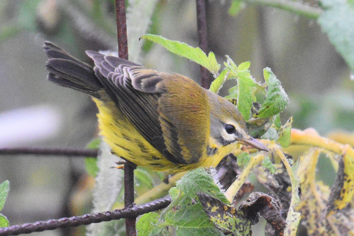 Prairie Warbler - Valerie Burdette