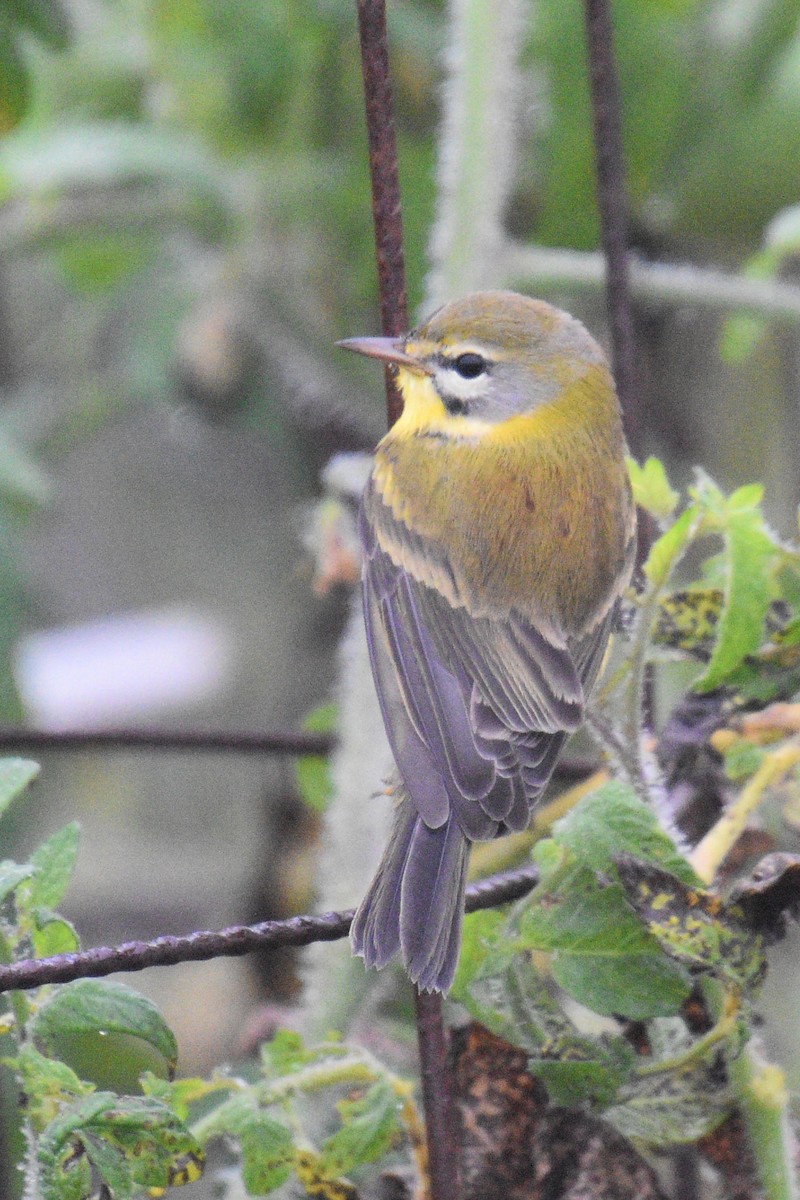 Prairie Warbler - ML371230801