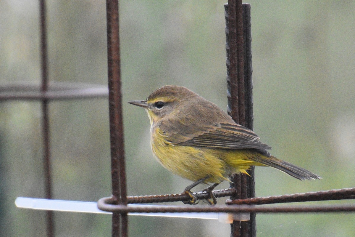 Palm Warbler - ML371231031