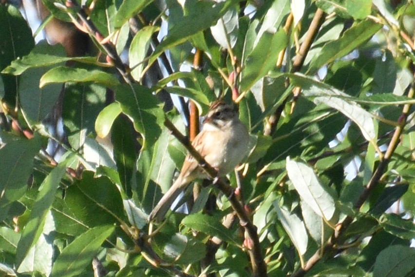 Clay-colored Sparrow - Valerie Burdette