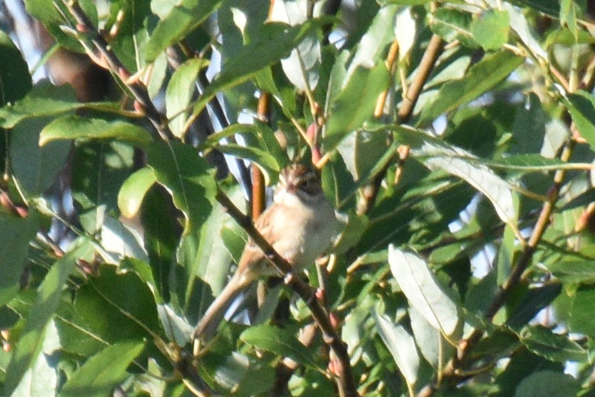 Clay-colored Sparrow - Valerie Burdette