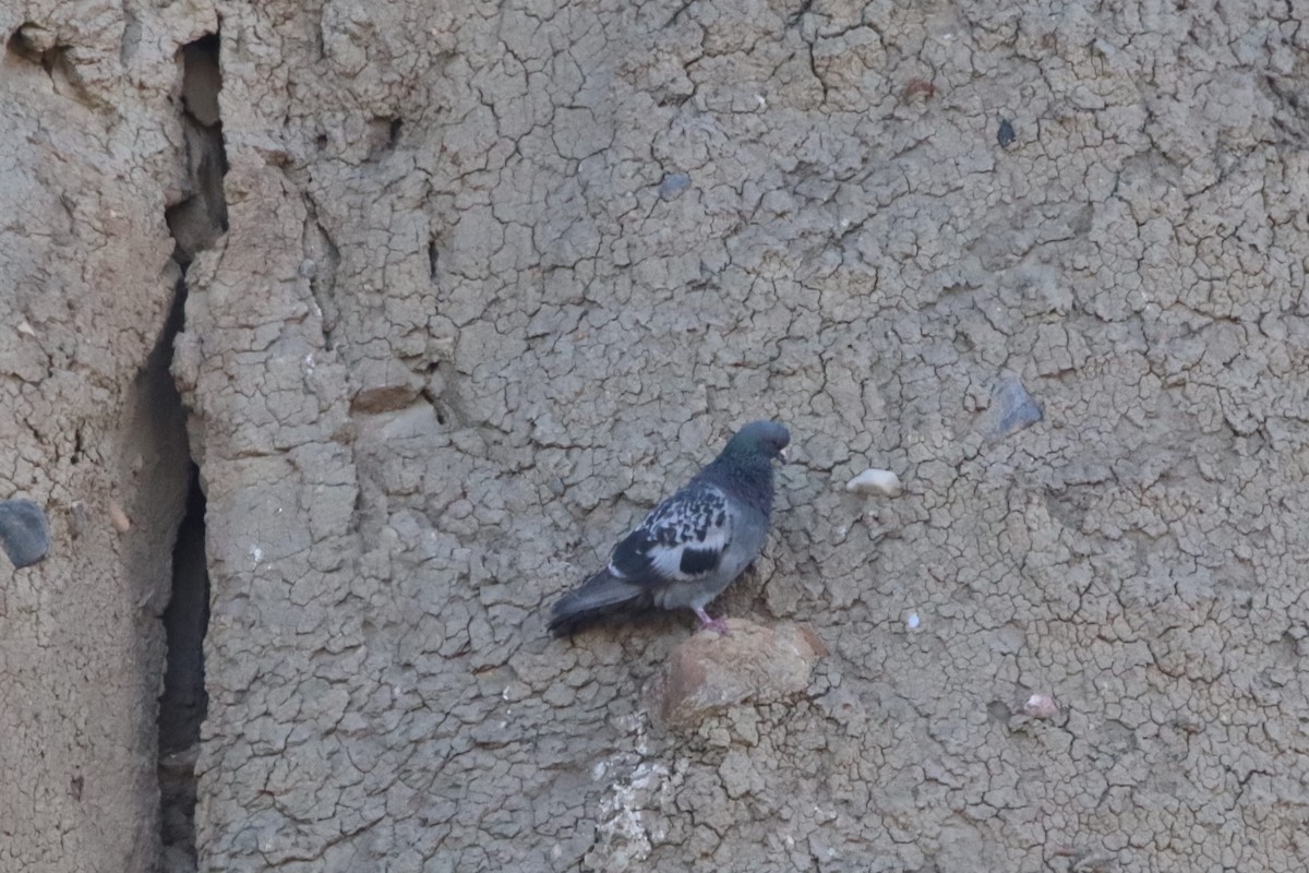 Rock Pigeon (Feral Pigeon) - ML371232051