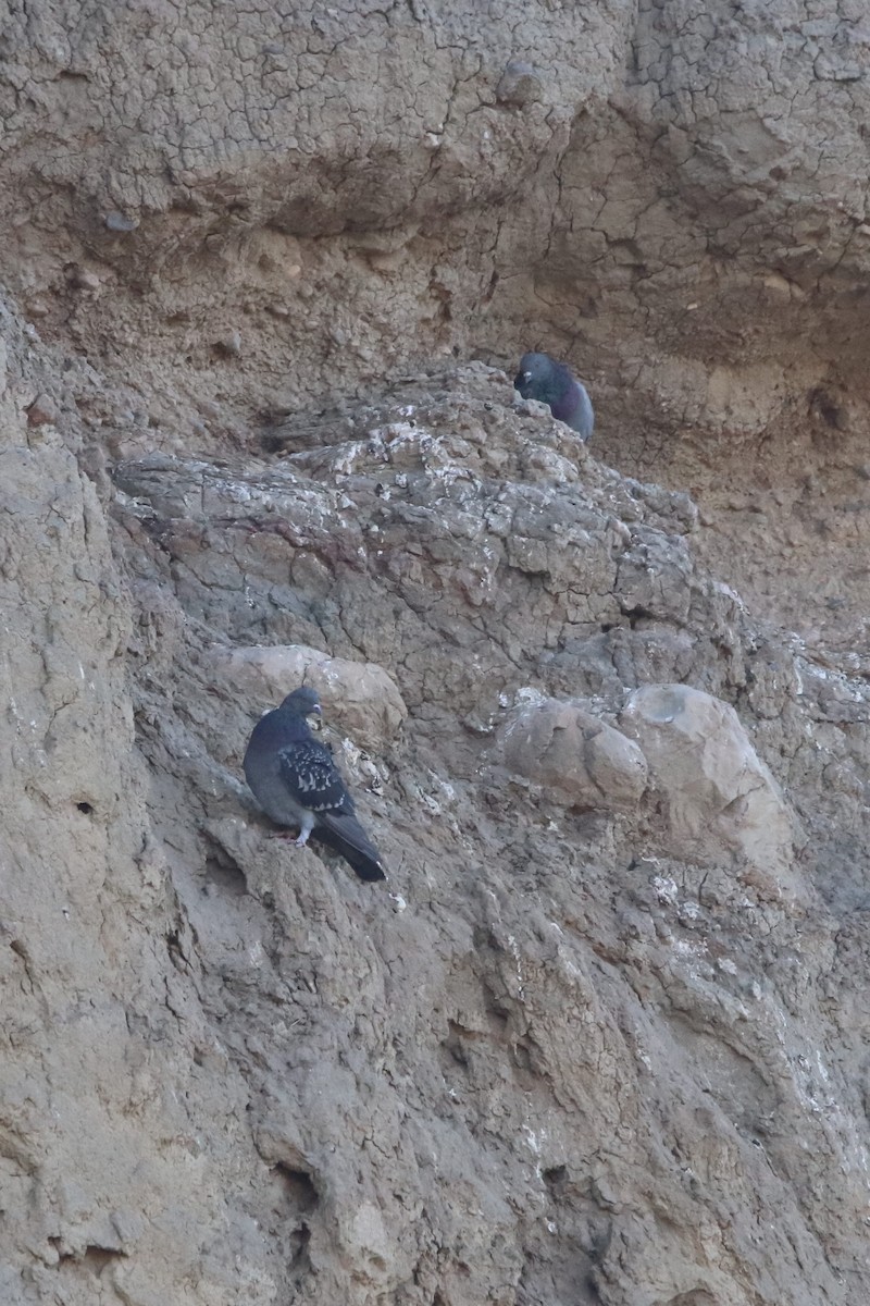 Rock Pigeon (Feral Pigeon) - ML371232091