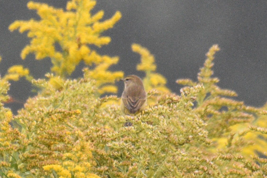 Palm Warbler - Valerie Burdette