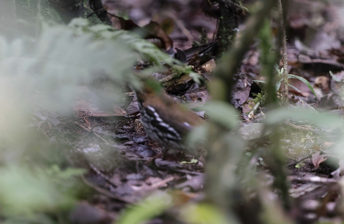 Striated Antthrush - Timo Mitzen