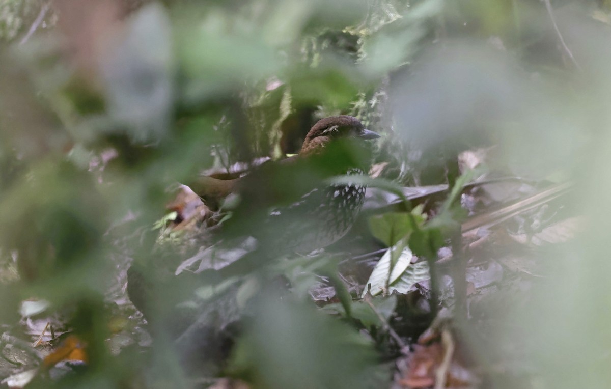 Striated Antthrush - ML371232961